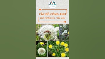 Cây Bồ Công Anh - vị thuốc tự nhiên tốt cho sức khỏe #shorts