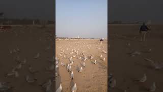 sea birds