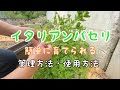 【簡単】イタリアンパセリの管理方法・花芽摘み・使い方