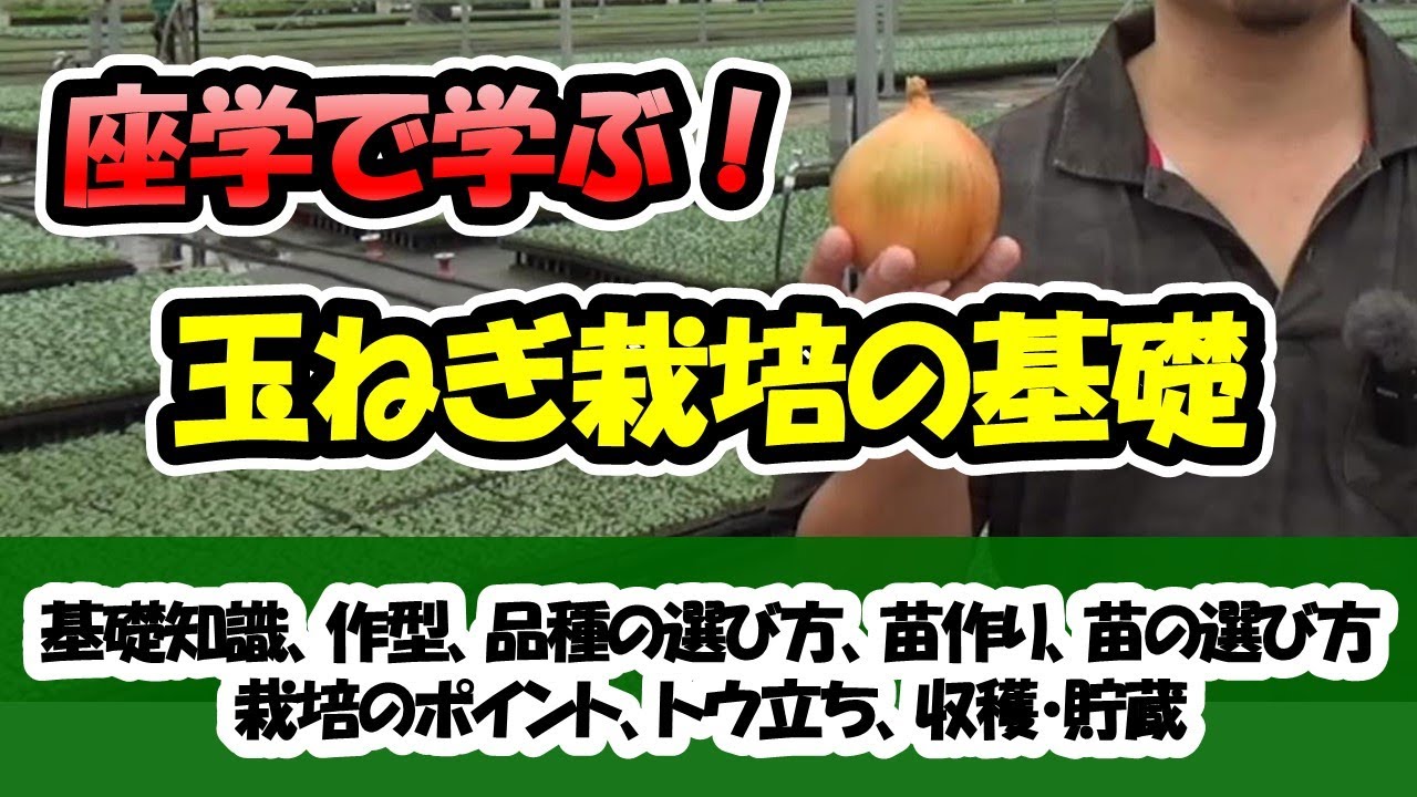 【種屋が教える！】玉ねぎ栽培の基礎「基礎知識、作型、品種の選び方、苗作り、苗の選び方、栽培のポイント、トウ立ち、収穫・貯蔵」