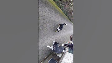 Playing fetch with Alaskan Malamute and Australian Shepherd puppy