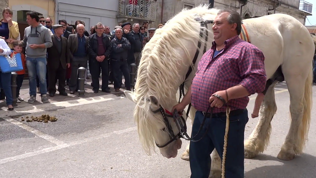 Cavallo Da Monta Francese Ultimo Sabato Di Aprile 16 A Santa Croce Di Magliano Video Youtube