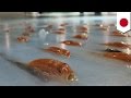 5000 ikan dibekukan dalam wahana ice skating jepang  tomonews