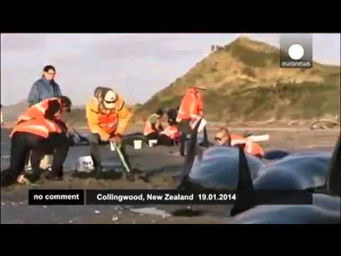 ახალი ზელანდიის სანაპიროზე პილოტი ვეშაპები გამოირიყა