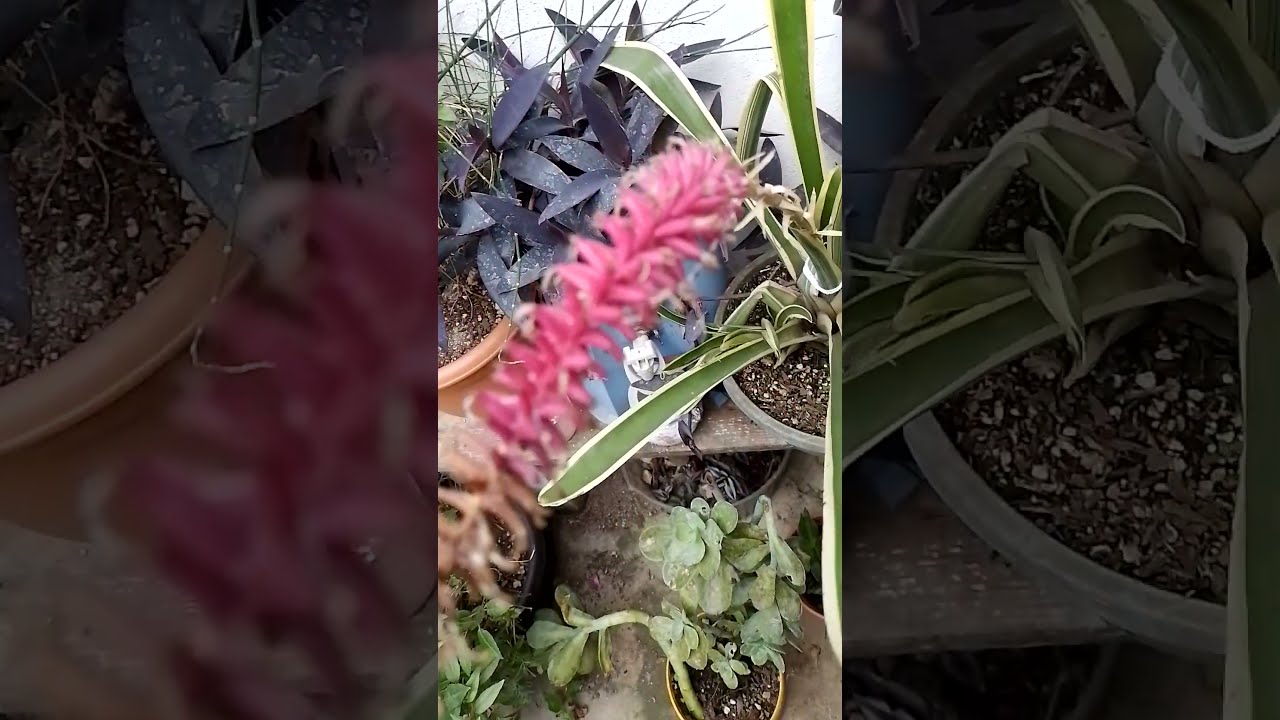 Flor de Bromelia.