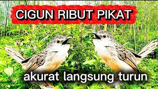 Cigun ribut pikat !!! ampuh pikat burung cigun