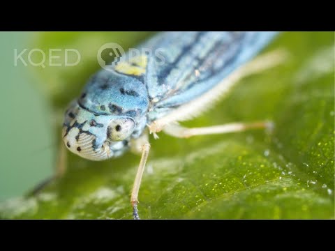Video: Sharpshooter Insektbekæmpelse - Tips til håndtering af glasagtige vingede skarpskyttere i haver