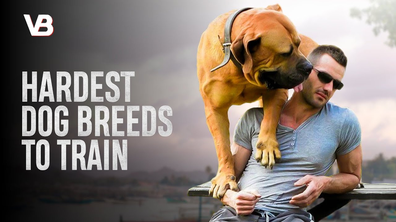 These Are The 10 Hardest Dog Breeds To Train