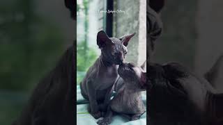 Blackest black females, Canadian Sphynx #kittensforadoption
