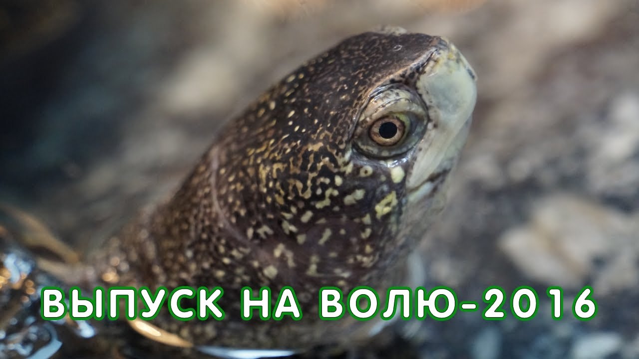 Гранта на болотных штампах