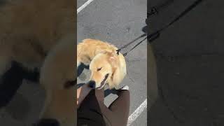 Seeing my golden retriever after 10 days in Europe was all I could think about while in Europe 🥲😭