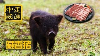 20150309 走遍中国 系列片特产传奇(3) 不一样的猪宝贝