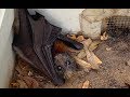 Rescuing a very cranky baby flying-fox:  this is Grumblestiltskin