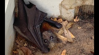 Rescuing a very cranky baby flyingfox:  this is Grumblestiltskin