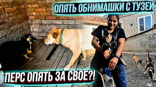 Выпустила собак с вольера к общим🙊 Обработка Тэсси и остальных хвостиков от паразитов.