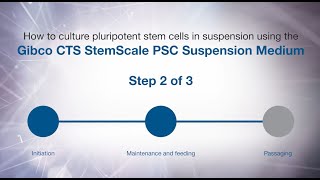 How to culture PSCs in suspension using Gibco CTS StemScale PSC Suspension Medium: Maintenance