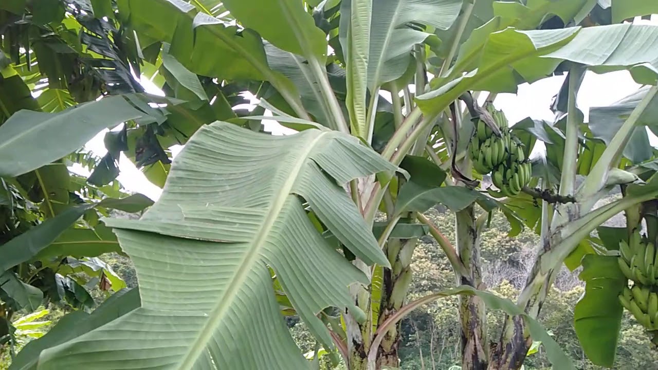 ANAKKAN PISANG ROJO BULU, AMBON WARANGAN YANG KEBAYAKAN.!!! 