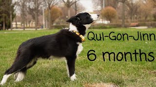 Qui-Gon-Jinn , Border Collie [ 6 months ] by Varya The Corgi 745 views 1 year ago 2 minutes, 40 seconds