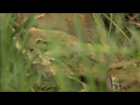 Python Feeds