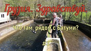 Грузия на автомобиле #3. Рыба в пламени. Непокоренная вершина. Ароматный воздух Ботанического сада.