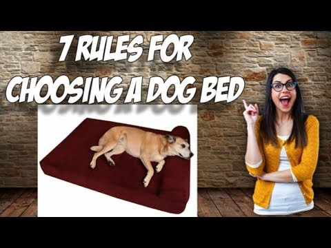 🐶-7-rules-for-choosing-a-dog-bed-🐶-dog-training-usa.net