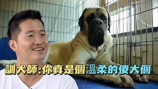 160斤的獒犬遭遇嚴重的心理創傷訓犬師用最溫柔的方式幫它走出困境結局讓大家倍感欣慰