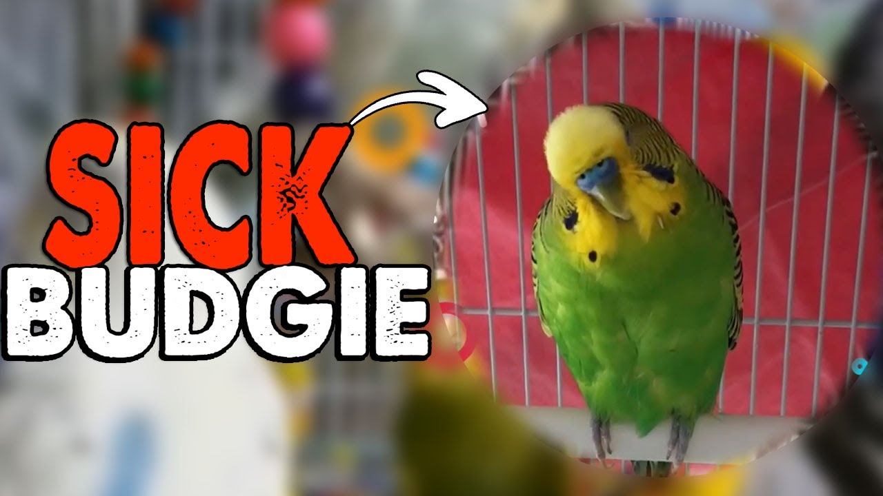 8 Signs indicates that budgie bird is sick YouTube