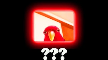 9 "Red Bird Laughing" Sound Variations in 60 Seconds