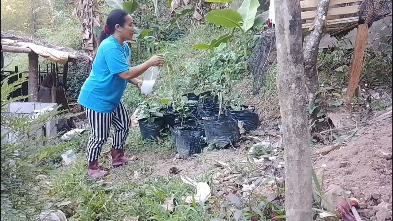 Pitas n ang UPO with ITLOG NA NATIVE slmt sa grasya 🙏🙏