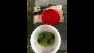 CLR test