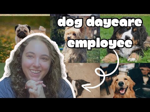 what it's REALLY like working at a DOG DAYCARE Q A