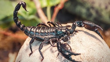 Scorpion