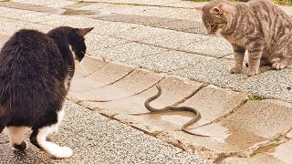 Yılan Kedi Kavgası ....Snake&Cat