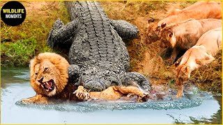 30 Moments Wild Animals Messed With The Wrong Opponents