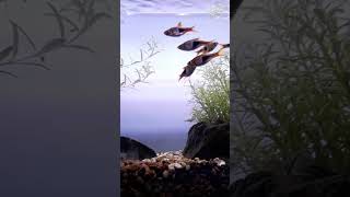 Harlequin Rasbora | Ornamental Freswater Fish #shortvideo #aquarium #short