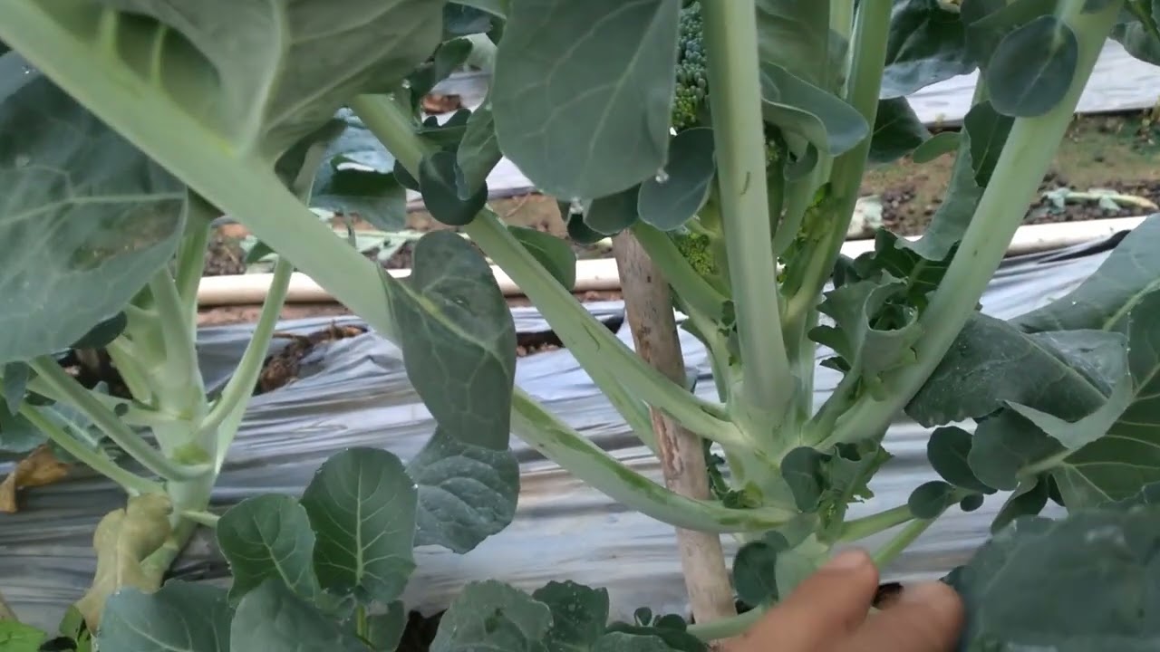 Как ухаживать за младенцем?