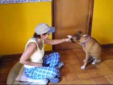 Entrenando a "Bella" una perrita boxer