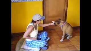 Entrenando a Bella una PERRITA BOXER