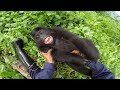 GoPro Cause: Gorilla Tickling at the GRACE Center