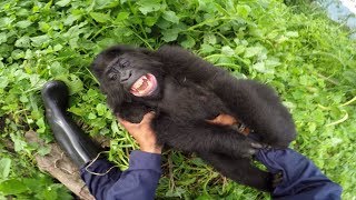 GoPro Cause: Gorilla Tickling at the GRACE Center