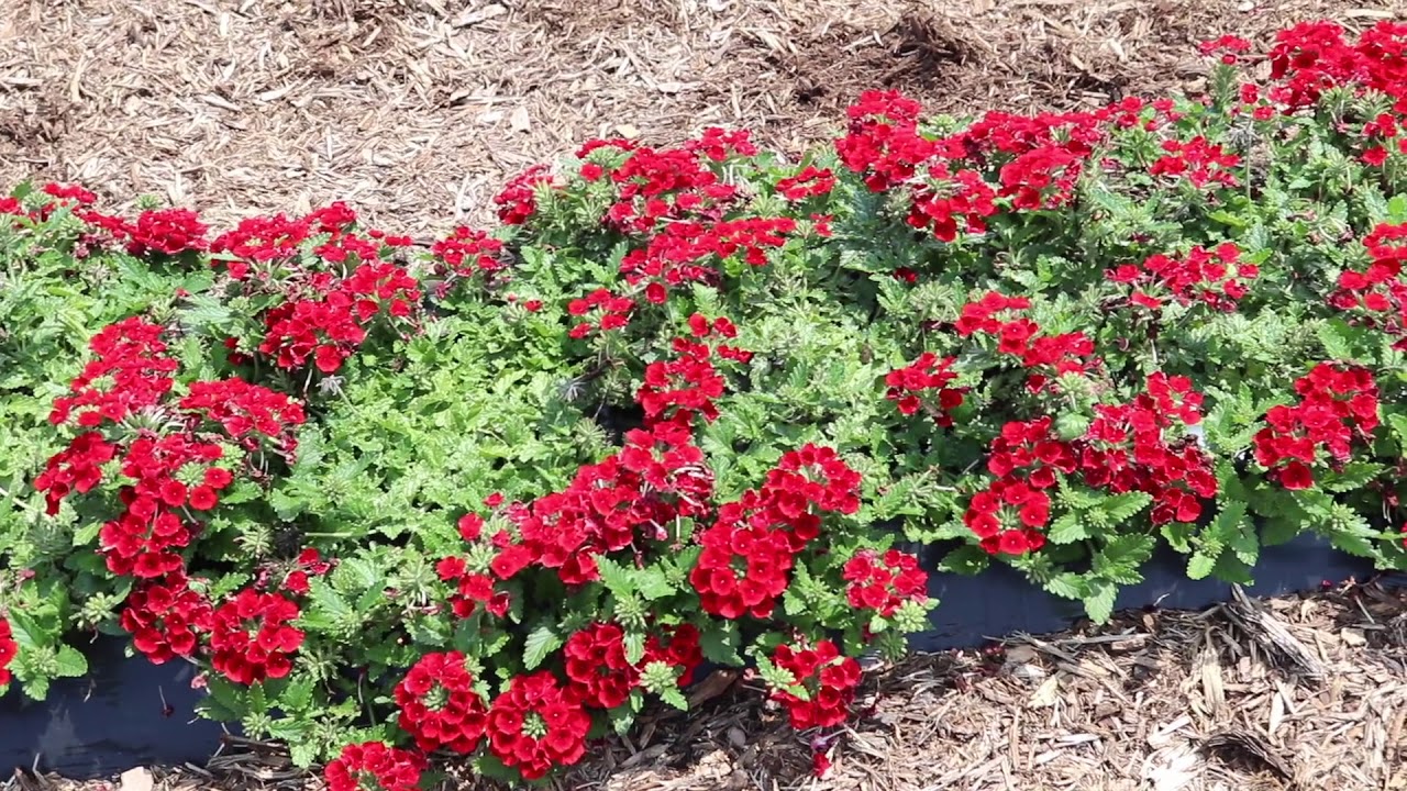 Empress Sun Verbena at Raker Trial Garden YouTube