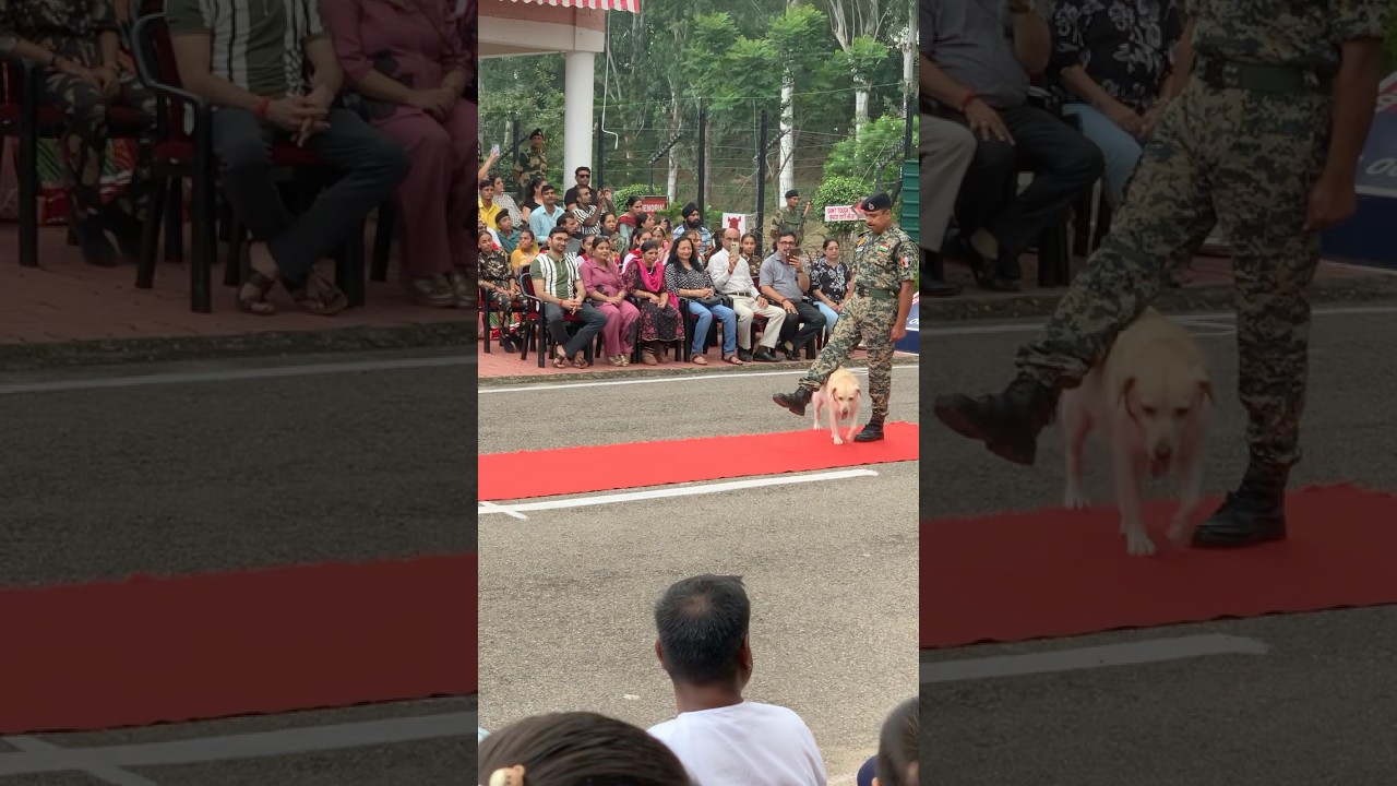 Amazing@ Parade Of BSF @Dog At Jammu . 