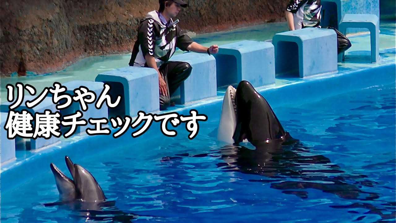 シャチ リンちゃん イルカ エールちゃんとセナちゃん 健康チェックし