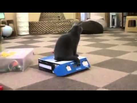 Bully cat stuffs cat in box