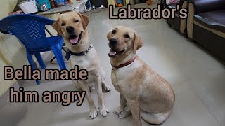 Bella Disturb Him Without Mouth Fight Gone wrong | Labrador's