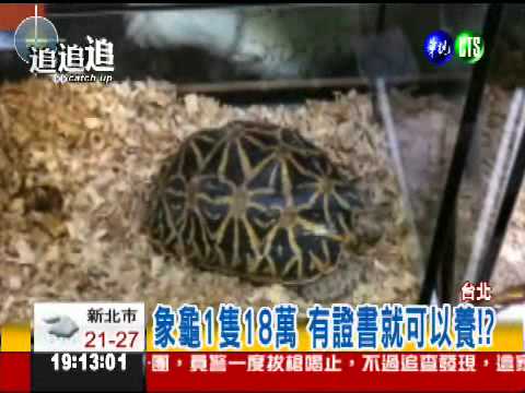 夜市什麼都賣 保育象龜1隻18萬
