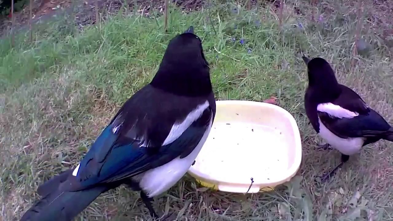 Eurasian Magpies - young fledgling and a Magpie taking stick out of ...