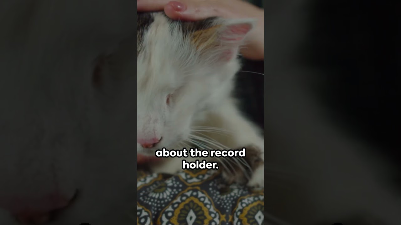 Feline Lifespan: How Long Do Cats Live? 