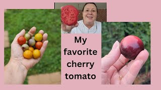 The best cherry tomato ever! Cherry tomato taste test