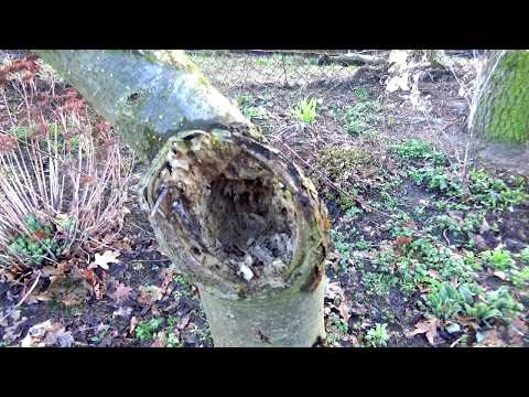 Wideo: Kora drzewa: struktura, choroby, leczenie